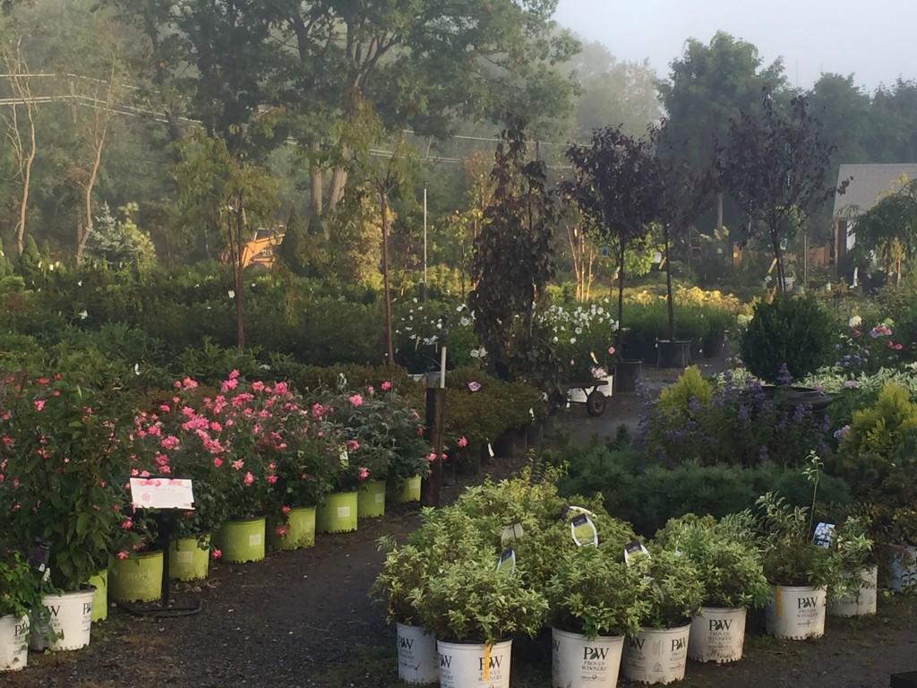 Shrubs Rogers Spring Hill Garden Center