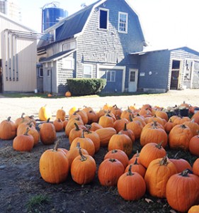 farm.pumpkins.2013.sm