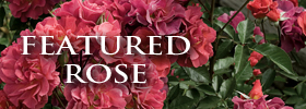 Featured Image: Great Rose: Cinco De Mayo
