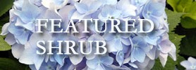 Featured Image: Hydrangea