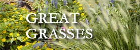 Featured Image: Ornamental Grasses