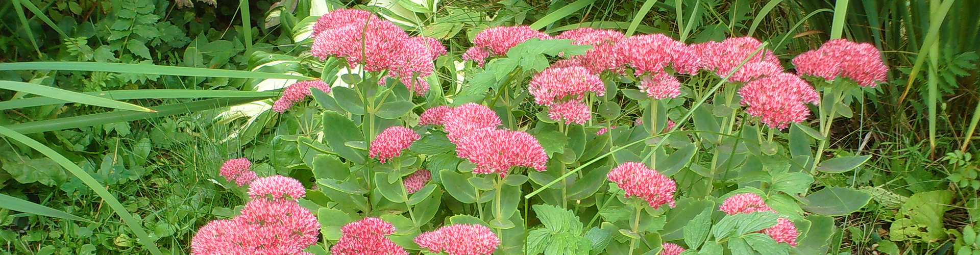 Featured Image: Featured Perennial: Sedum Autumn Joy
