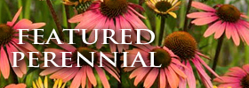 Featured Image: Featured Perennial: Echinacea