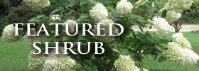 Featured Image: Featured Shrub: PeeGee Hydrangea