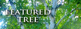 Featured Image: Birch Tree
