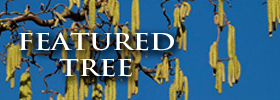 Featured Image: Featured Tree: Walking Stick