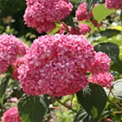 Featured Image: Pink Day – June 4 2016