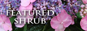 Featured Image: Featured Shrub: Twist and Shout Hydrangea