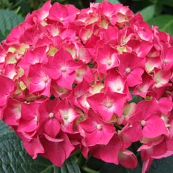 Featured Image: Small Shrubs for the Perennial Border