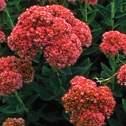 Featured Image: Sedum: A Sunny Ground Cover Solution