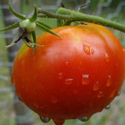 Featured Image: Watering Tomato Plants