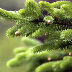 Featured Image: Plants for Winter Interest & Holiday Decorating