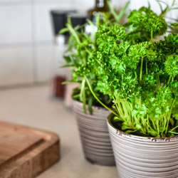 Featured Image: The Fall Herb Garden