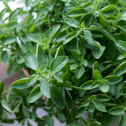 Fall Herbs