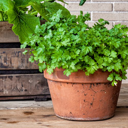 Fall Herbs