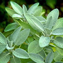 Fall Herbs