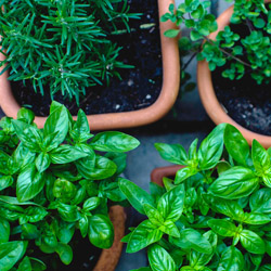 Fall Herbs