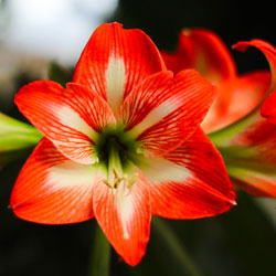 Amaryllis