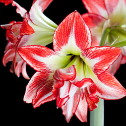 Featured Image: All About Amaryllis