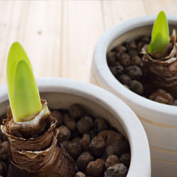 Amaryllis