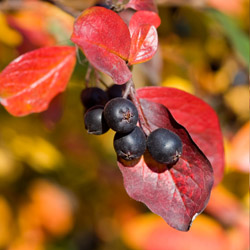 Fall Shrubs