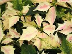 Featured Image: Now For Something Completely Different… Poinsettias!