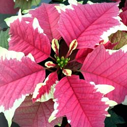 Featured Image: Holiday Poinsettia Care