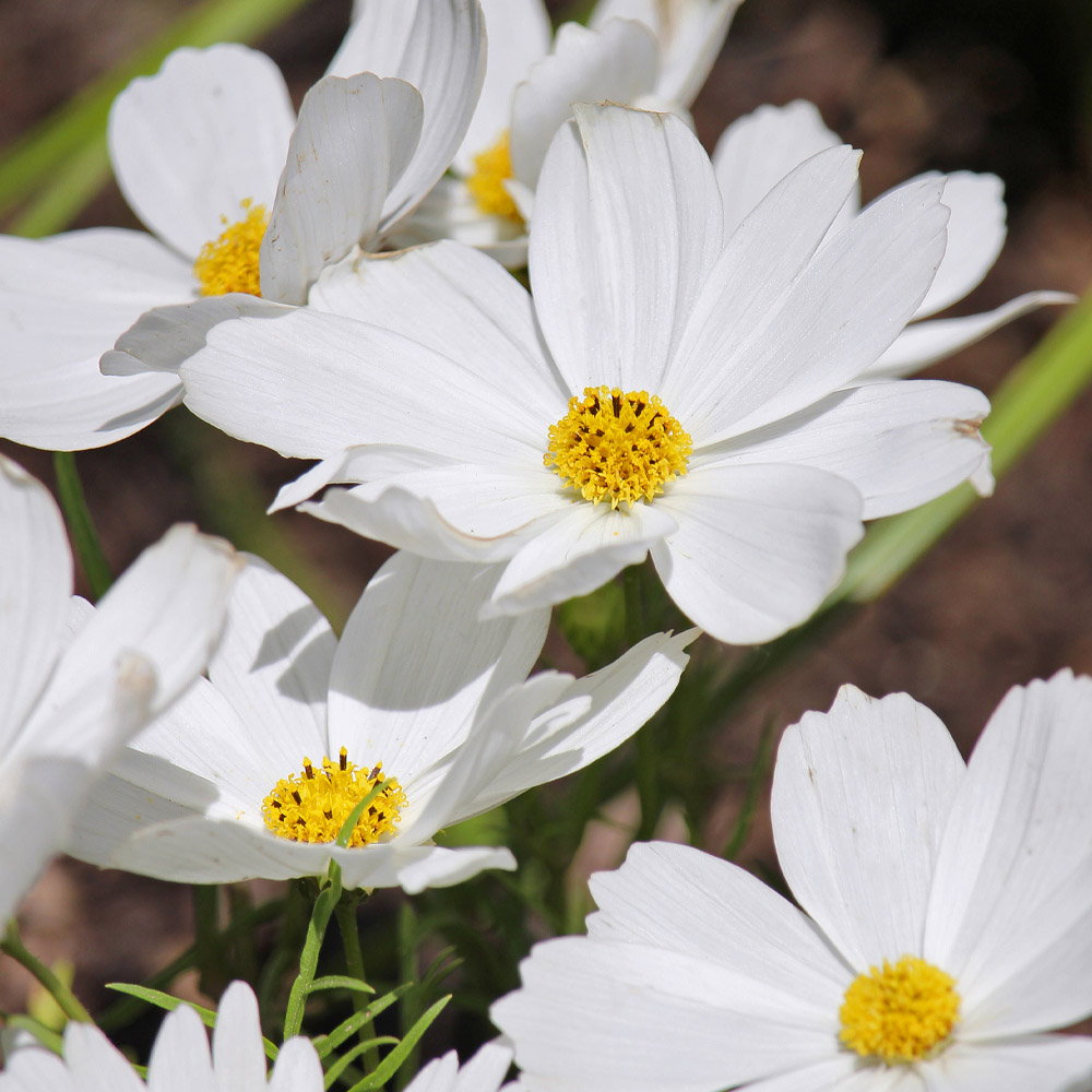 Featured Image: What Is the Difference Between an Annual, a Perennial, and a Biennial?