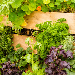 Featured Image: Sustainability in the Garden