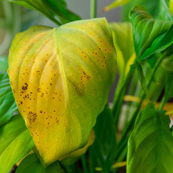 Featured Image: Troubleshooting Common Houseplant Problems