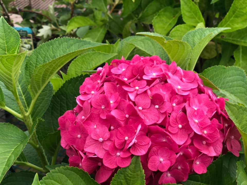 Hydrangea