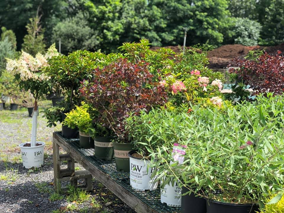 Shrubs