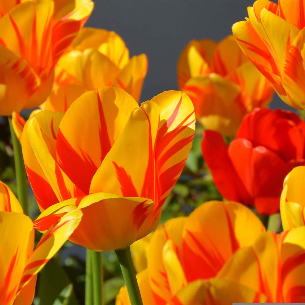 Tulips