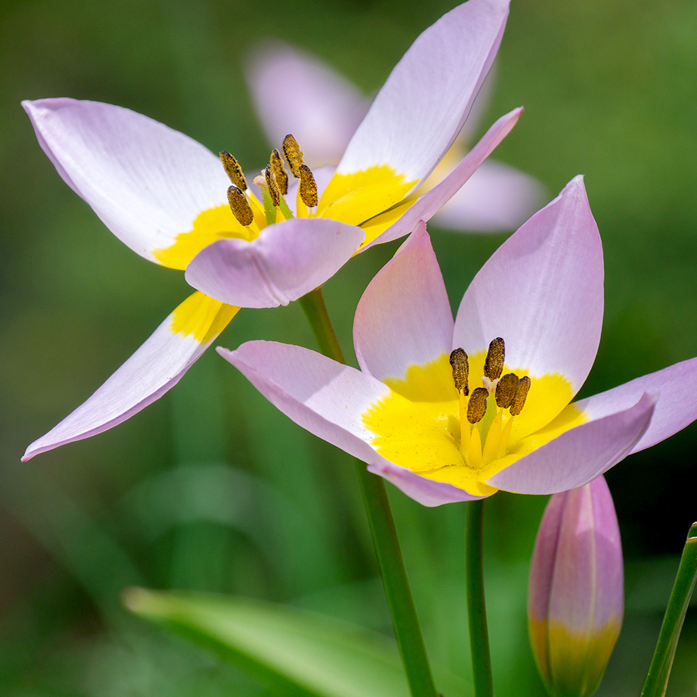 Tulips