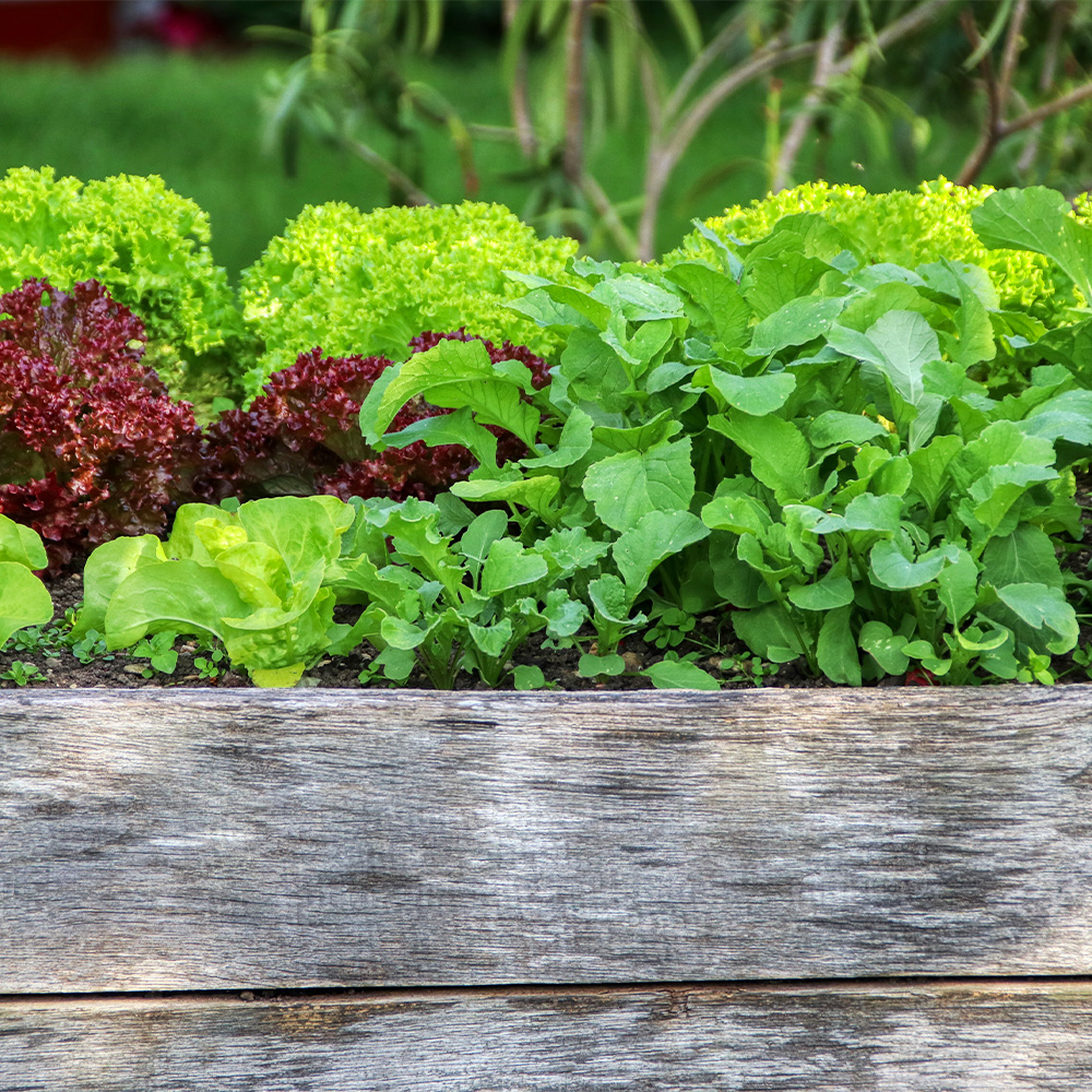 Raised Bed