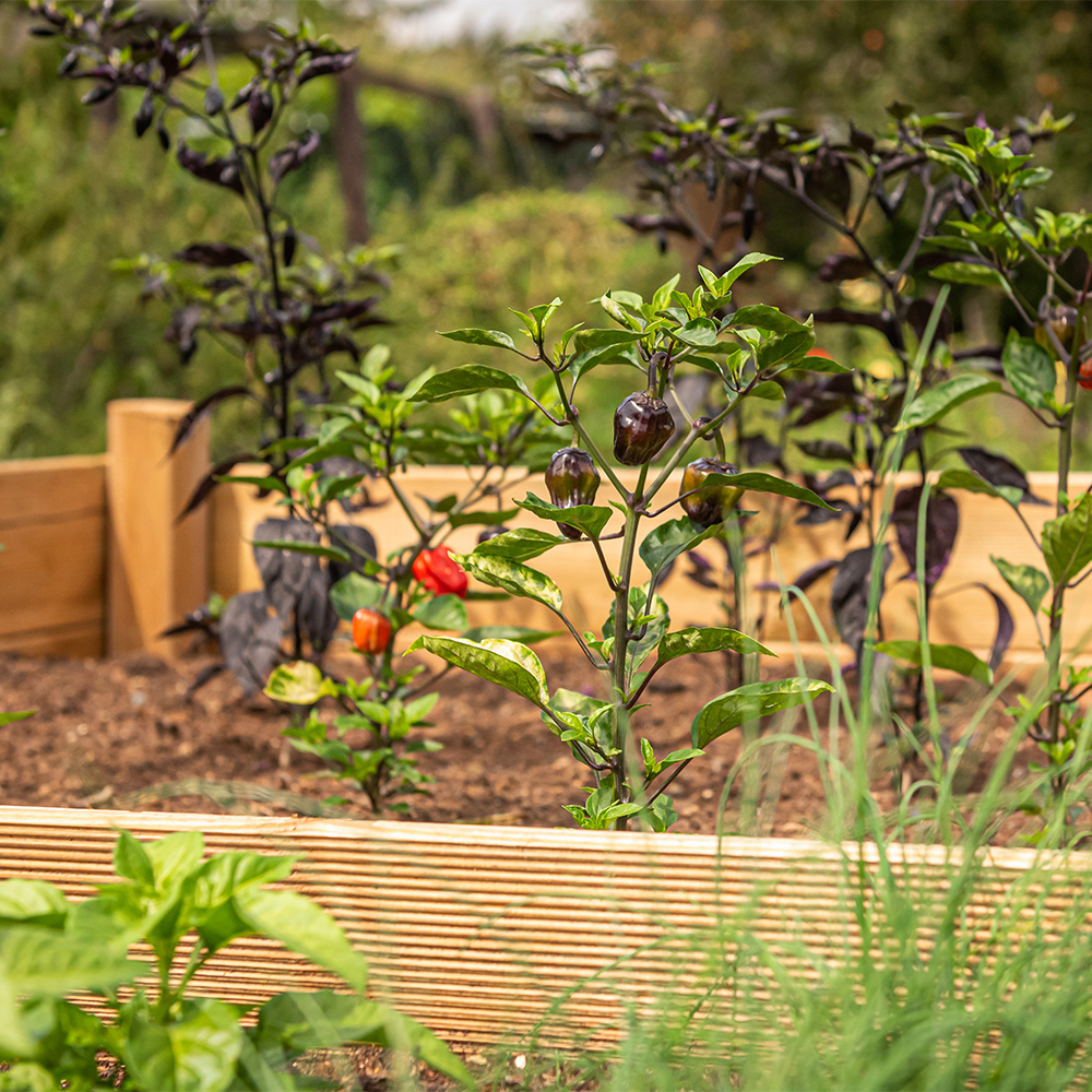 Featured Image: Building A Simple Raised Bed