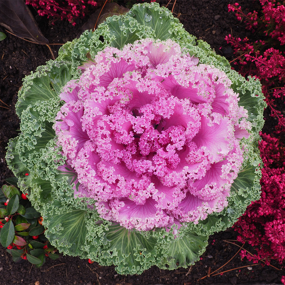 Ornamental Cabbage