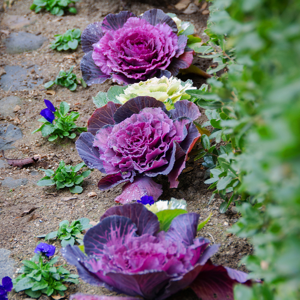 Featured Image: Ornamental Cabbage & Kale