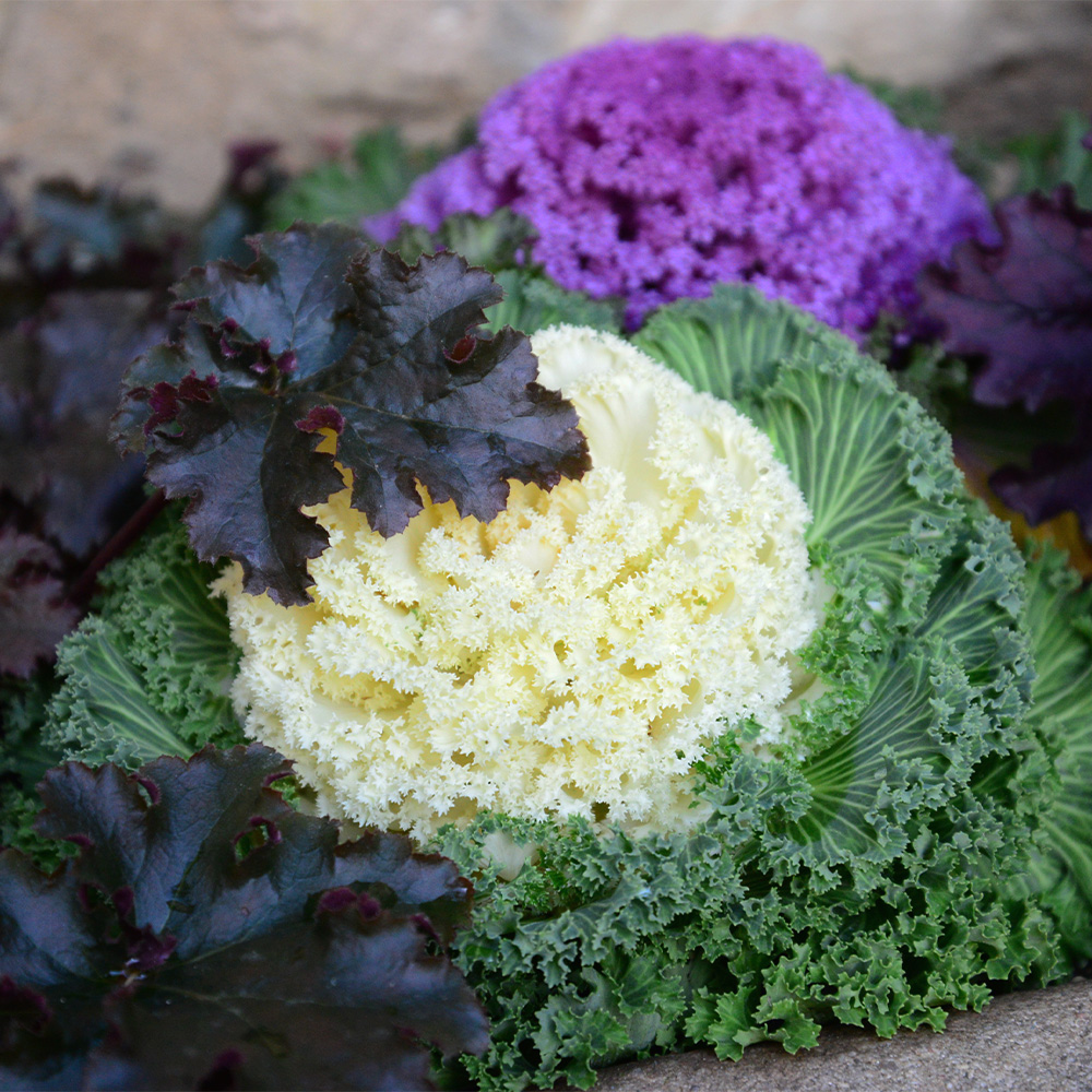 Ornamental Cabbage