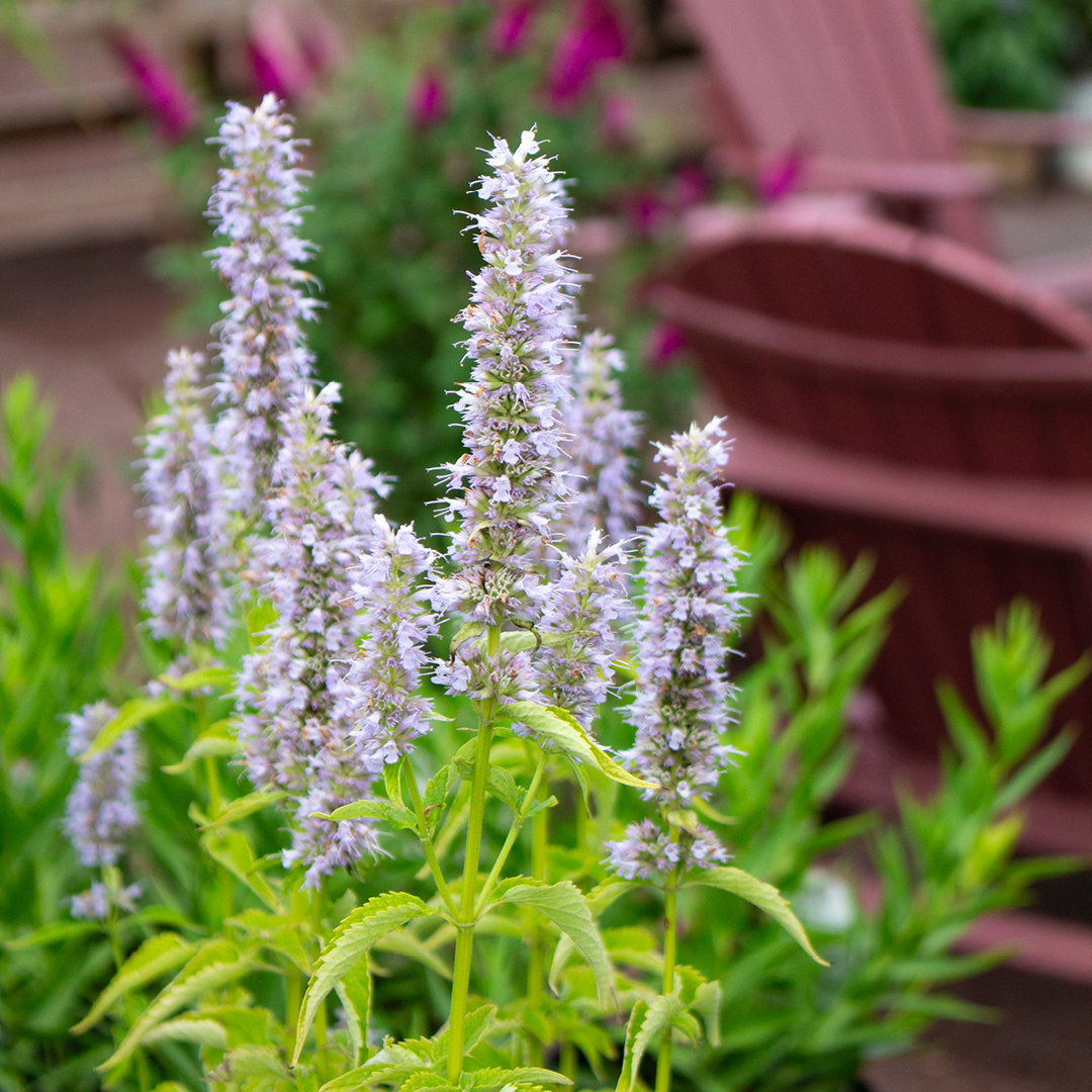 Featured Image: All About Agastache