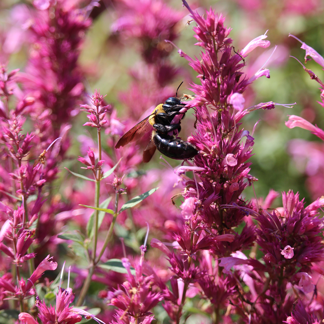 Agastache