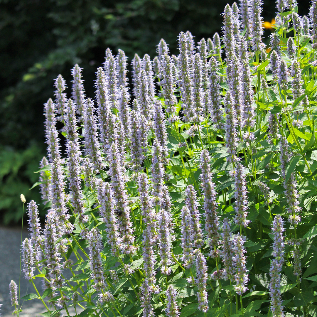 Agastache