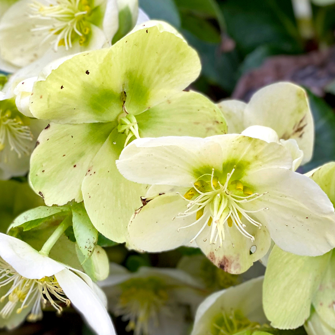 Featured Image: Hellebore Black Death Disease