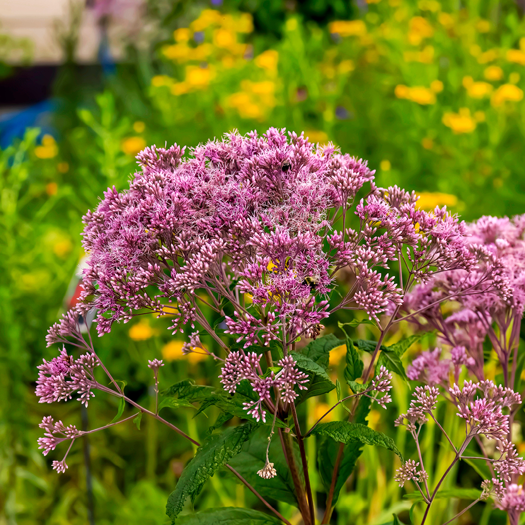 Featured Image: Joe Pye Weed: A Native Jewel
