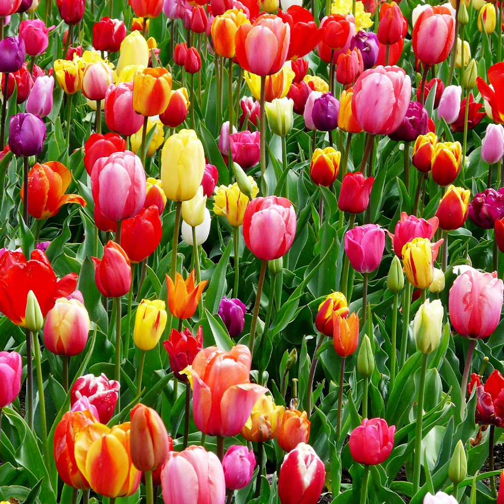 Featured Image: Tulip Time