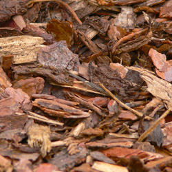 Featured Image: Fall Mulching Pros and Cons
