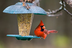 Bird Feeding