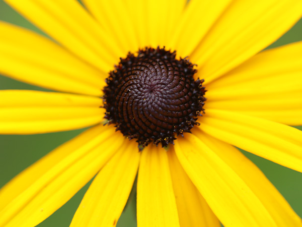 Img Perennials