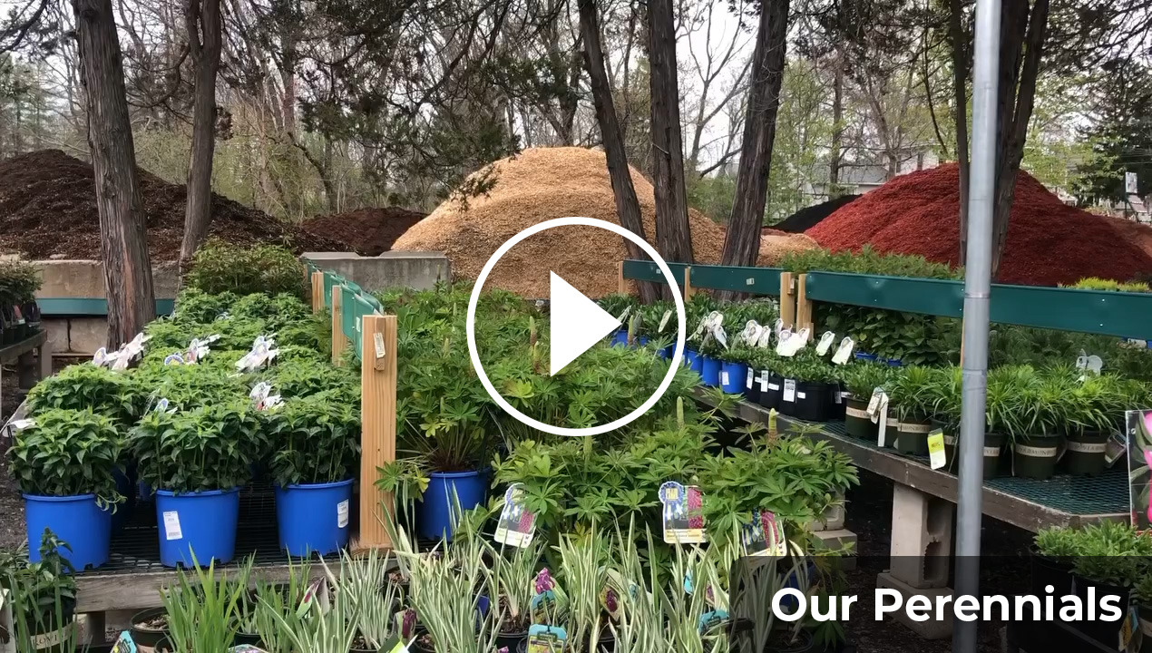 Rogers Spring Hill Perennials Video