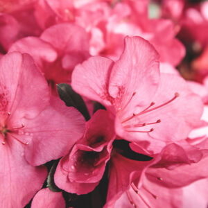 Azalea